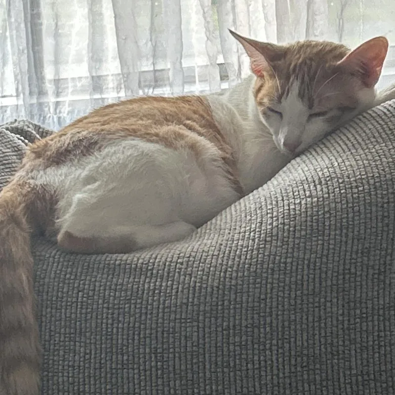 An adult large-sized male Orange / Red Domestic Short Hair cat named Nacho for adoption in Birmingham, AL