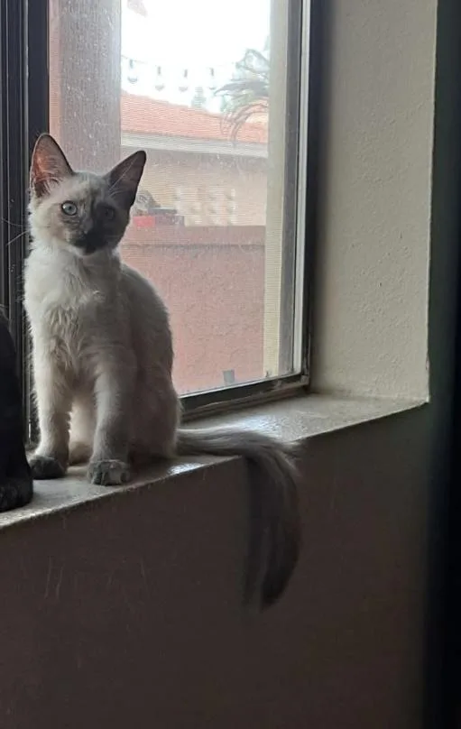 Cora