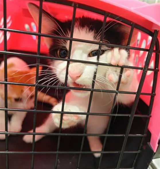 A young small-sized male Domestic Short Hair cat named Mikey for adoption in Santa Maria, CA