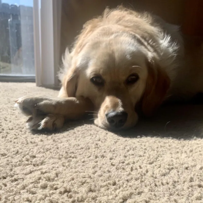 An adult large-sized female Yellow / Tan / Blond / Fawn Yellow Labrador Retriever dog named Nala for adoption in Peculiar, MO