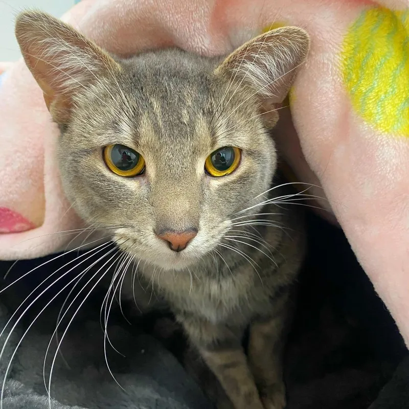 Little Caesar thumbnail 2