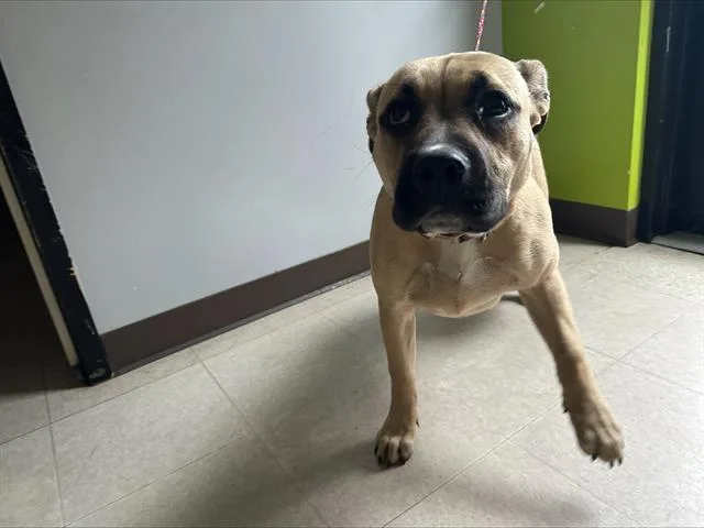 A young large-sized female Mastiff dog named Anna for adoption in Kent, WA