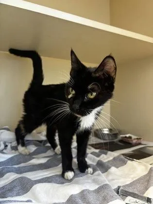 An adult large-sized female Domestic Medium Hair cat named Doonie for adoption in Chamblee, GA
