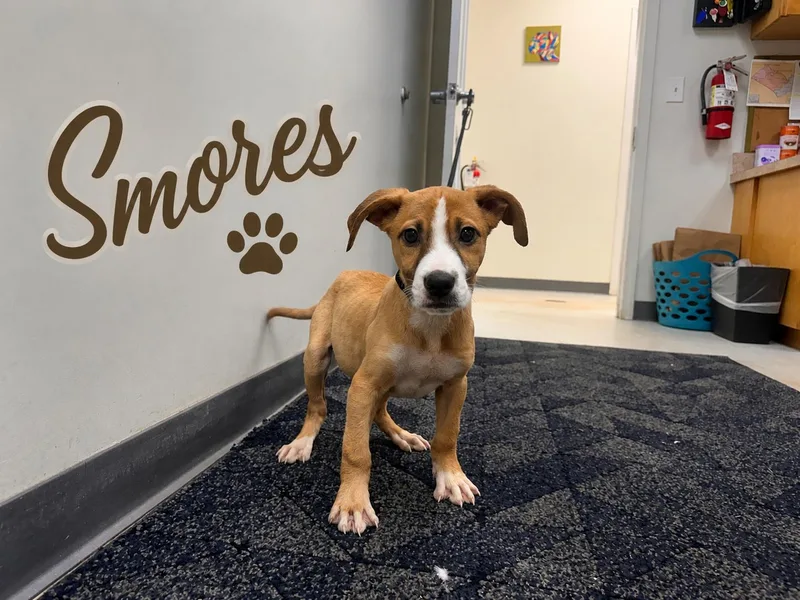 A baby medium-sized female Labrador Retriever dog named Smores for adoption in Carmel, NY