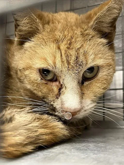 An adult large-sized male Domestic Short Hair cat named Gus for adoption in Las Vegas, NV