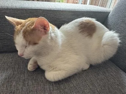BuBu