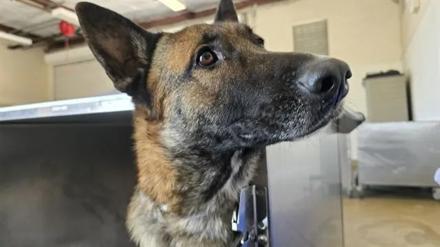 An adult large-sized female German Shepherd Dog dog named Nebraska for adoption in Riverside, CA