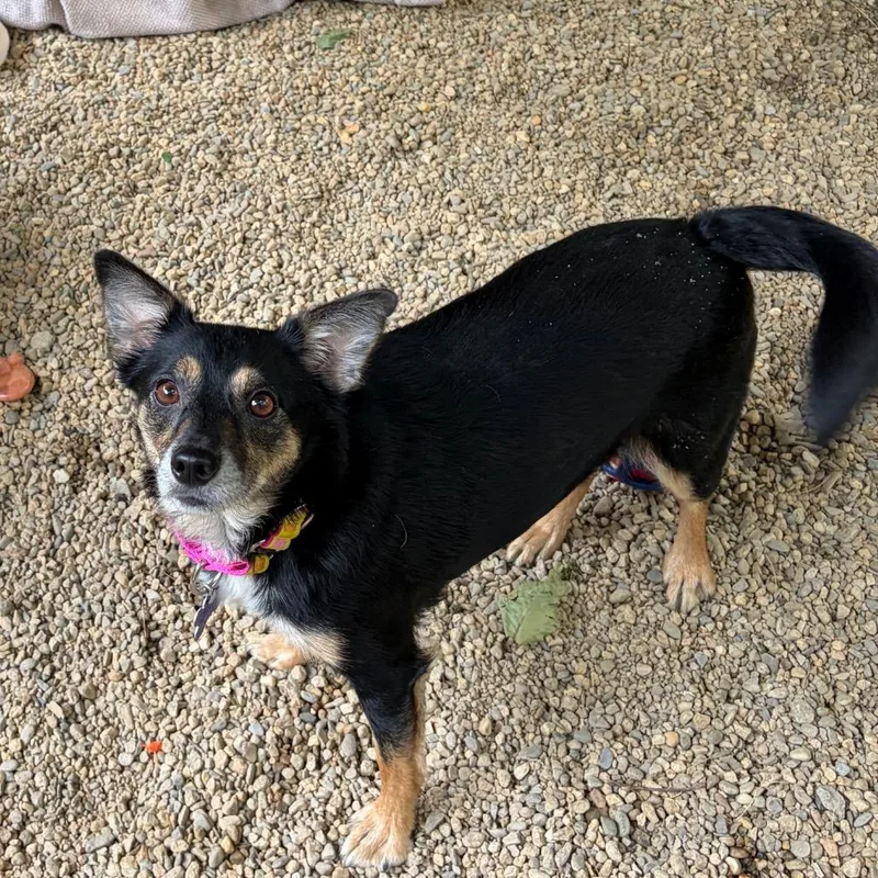 An adult small-sized female Black Chihuahua dog named Sadie for adoption in Hopkinton, MA
