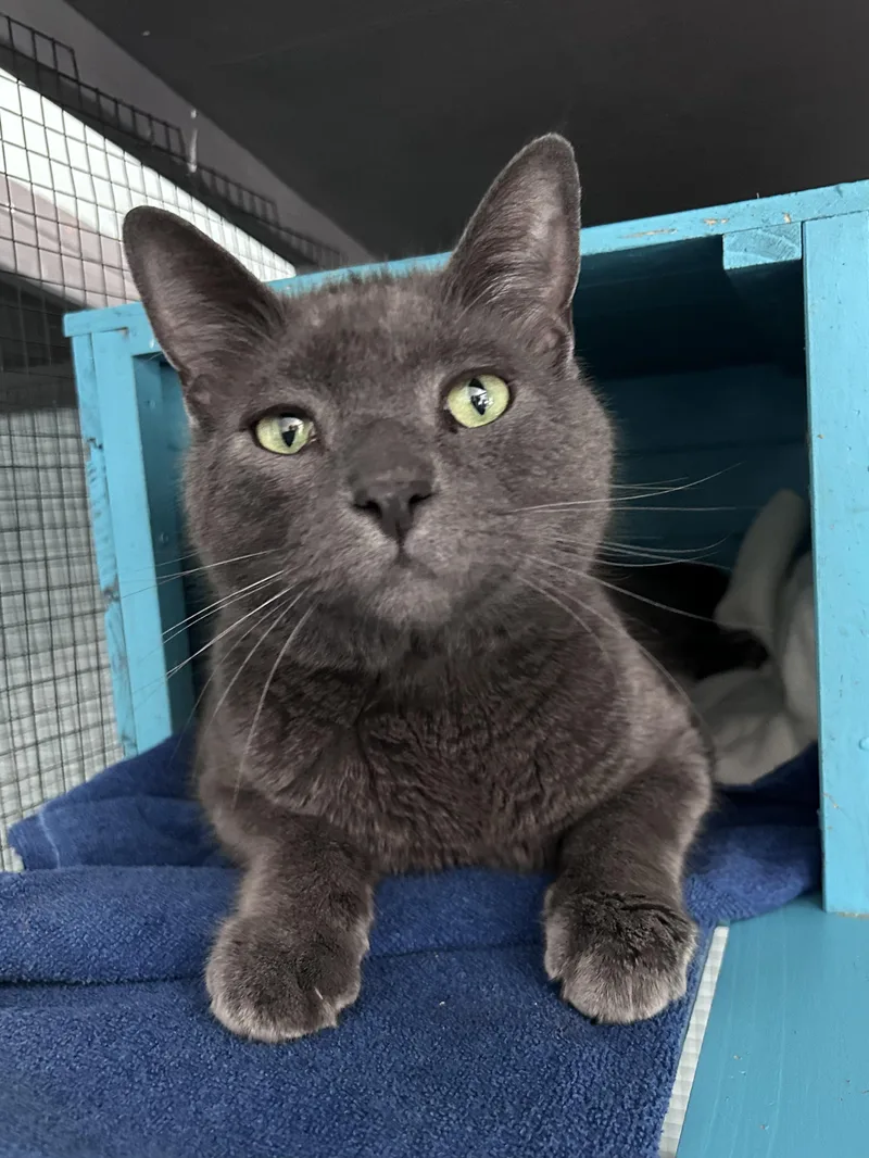An adult large-sized male Gray / Blue / Silver Domestic Short Hair cat named Gentry for adoption in Grand Rapids, MI