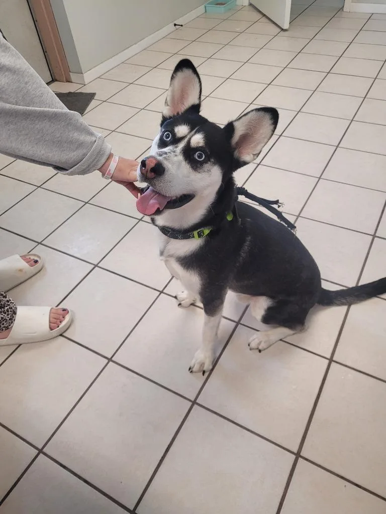 A young large-sized male Husky dog named Koda for adoption in Huntsville, TX