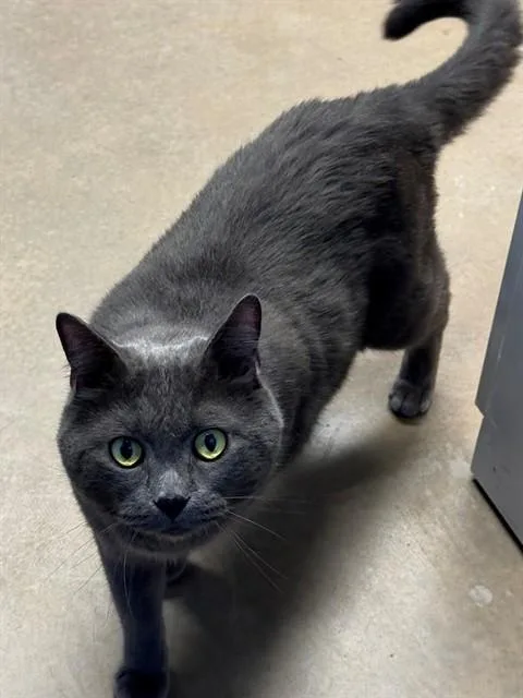 An adult extra large-sized male Chartreux cat named Smokey for adoption in Minneapolis, MN