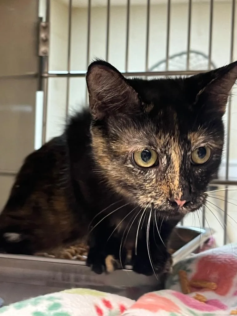 A baby large-sized female Domestic Short Hair cat named Nala for adoption in Nacogdoches, TX