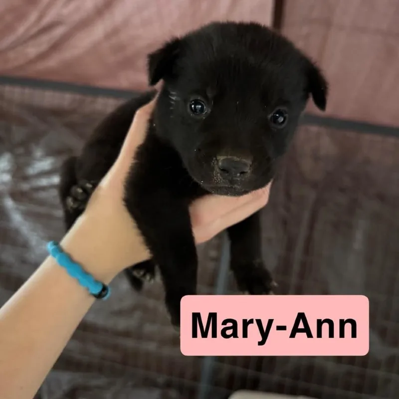 A baby small-sized female Labrador Retriever dog named Maryann for adoption in Pearsall, TX