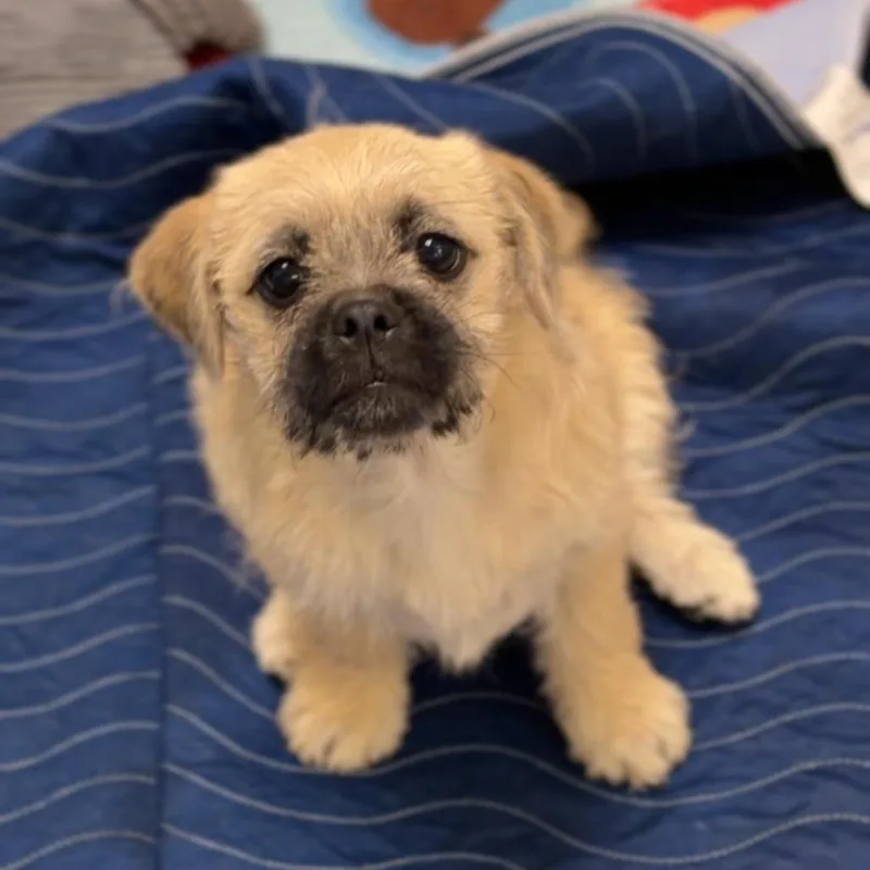A baby small-sized female Yellow / Tan / Blond / Fawn Brussels Griffon dog named Gem A for adoption in Mission Hills, CA