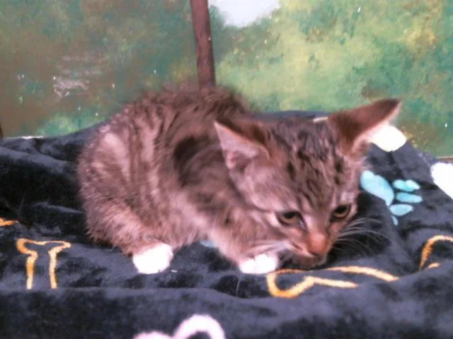 A baby small-sized female Domestic Short Hair cat named Candy for adoption in Houston, TX