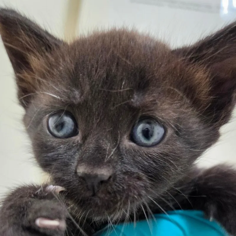 A baby small-sized female Black Domestic Short Hair cat named Felicity for adoption in Auburn, AL