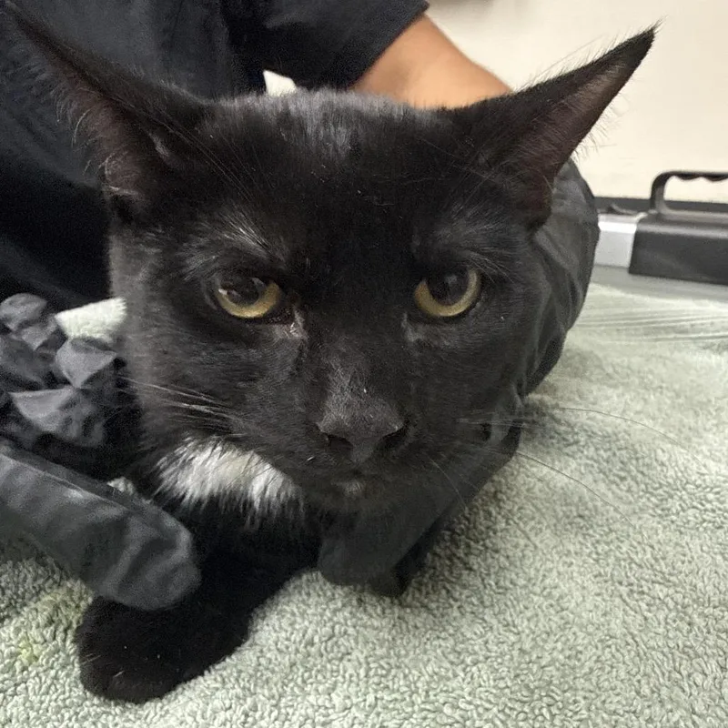 A baby medium-sized male Black Domestic Short Hair cat named Drake for adoption in Lakeland, FL