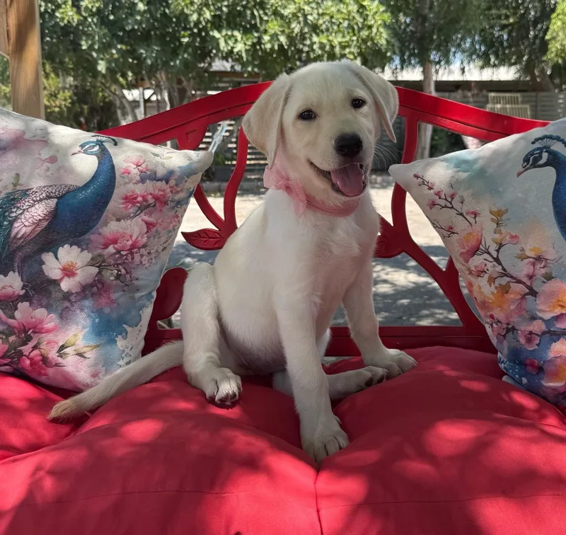 A young medium-sized female Yellow / Tan / Blond / Fawn Labrador Retriever dog named Gemma for adoption in Temecula, CA