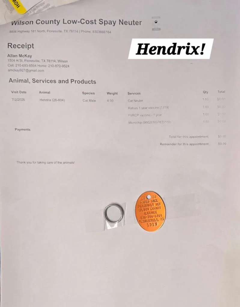 A baby small-sized male Domestic Short Hair cat named Hendrix for adoption in San Antonio, TX
