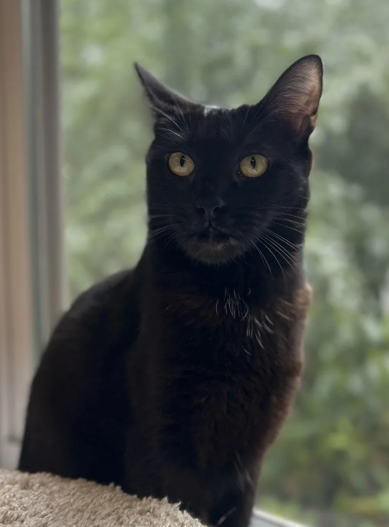 Priscilla thumbnail 2