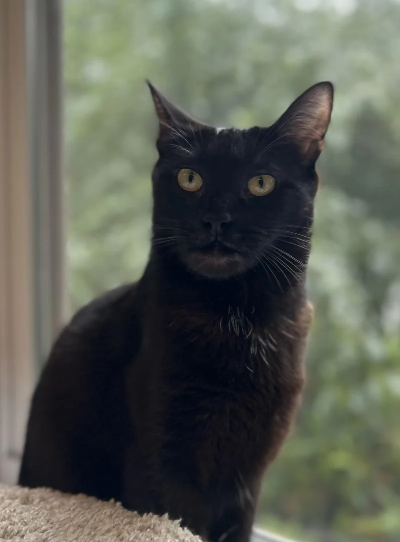 Priscilla thumbnail 3