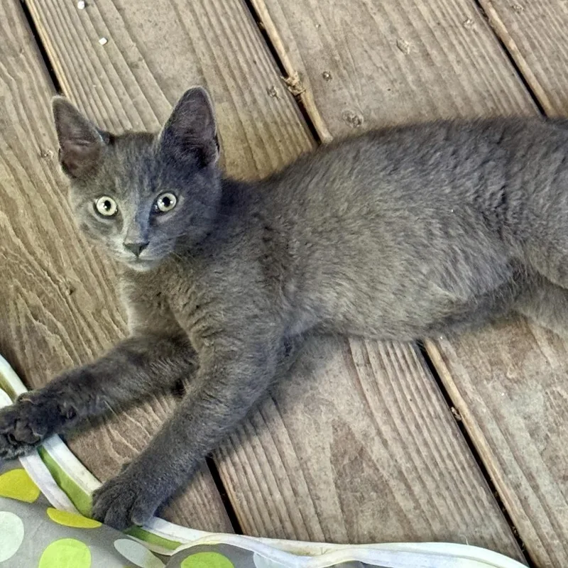 A baby small-sized male Gray / Blue / Silver Domestic Short Hair cat named Larry for adoption in Talbott, TN