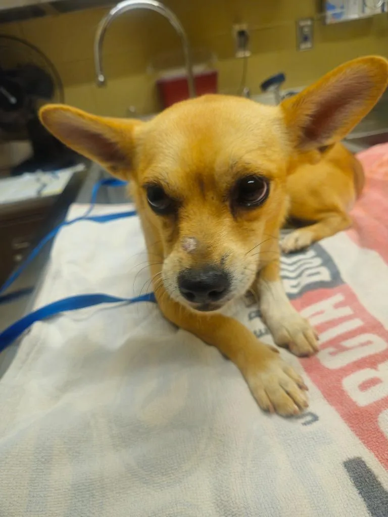An adult small-sized female Chihuahua dog named Pixie for adoption in Douglasville, GA