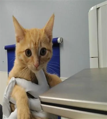 A baby small-sized female Domestic Short Hair cat named Veronica for adoption in Albuquerque, NM