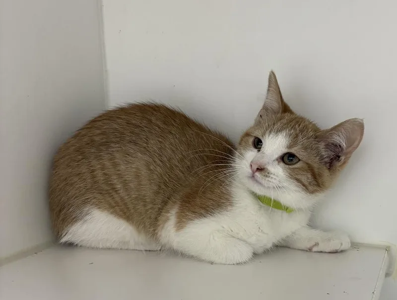 A baby small-sized female Orange & White Domestic Short Hair cat named Daisy for adoption in Rochester, IN
