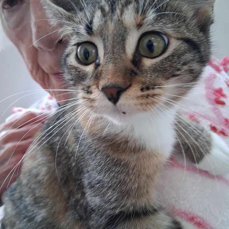 A baby medium-sized female Domestic Short Hair cat named Dolly for adoption in Northfield, MN