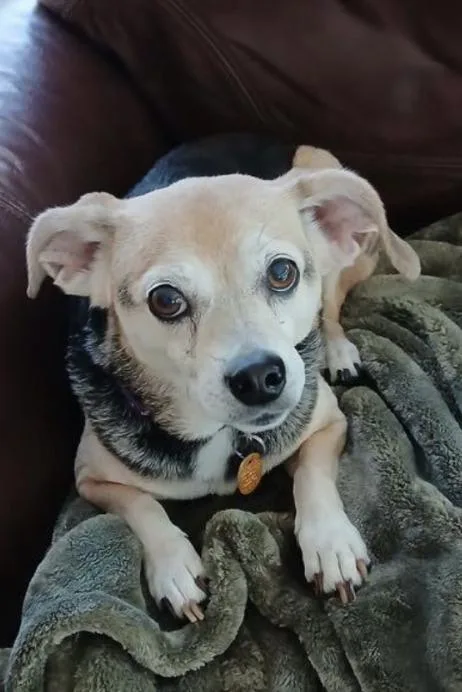 Maude