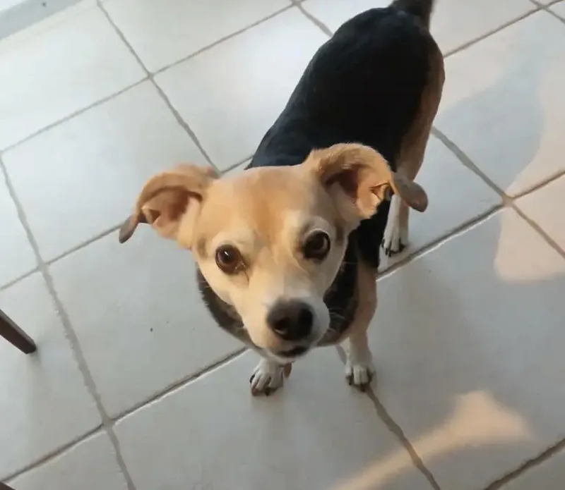 Maude thumbnail 2