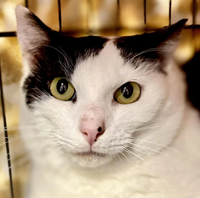 A young medium-sized male Black & White / Tuxedo Domestic Short Hair cat named Raphael for adoption in Pittsburgh, PA