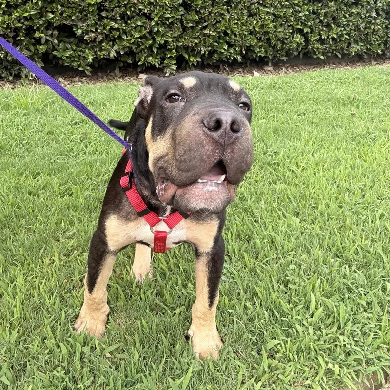 A baby medium-sized male Shar-Pei dog named Bumble for adoption in Birmingham, AL