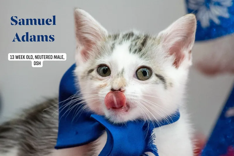 A baby small-sized male Tabby (Brown / Chocolate) Domestic Short Hair cat named Sam Adams for adoption in Sevierville, TN