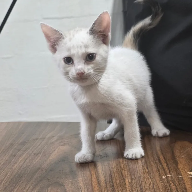 A baby small-sized female White Domestic Short Hair cat named Marbles for adoption in Clanton, AL