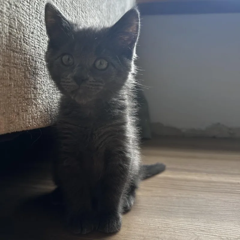 A young medium-sized female Gray / Blue / Silver Domestic Short Hair cat named Cece for adoption in Milwaukee, WI