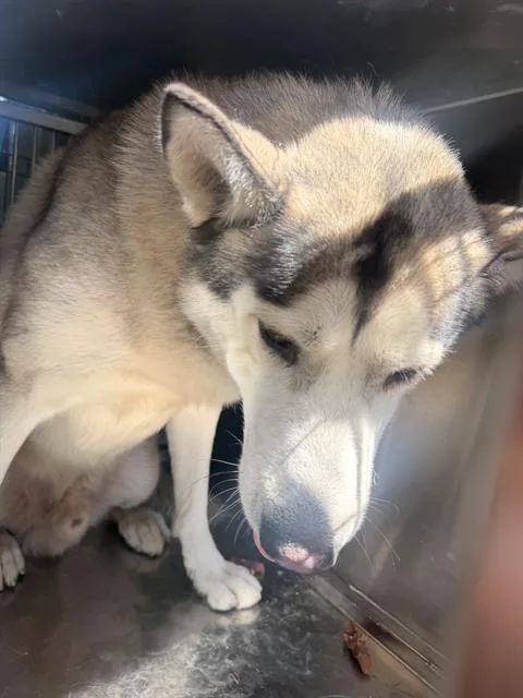 An adult extra large-sized male Husky dog named Shadow for adoption in Dallas, TX