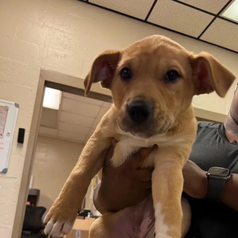 A baby small-sized female Yellow / Tan / Blond / Fawn Hound dog named Lulu for adoption in Birmingham, AL