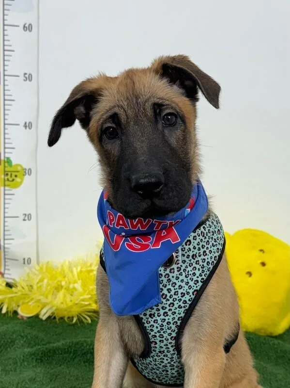 A baby medium-sized female Brown / Chocolate Belgian Shepherd / Malinois dog named Lumi for adoption in Carlsbad, CA