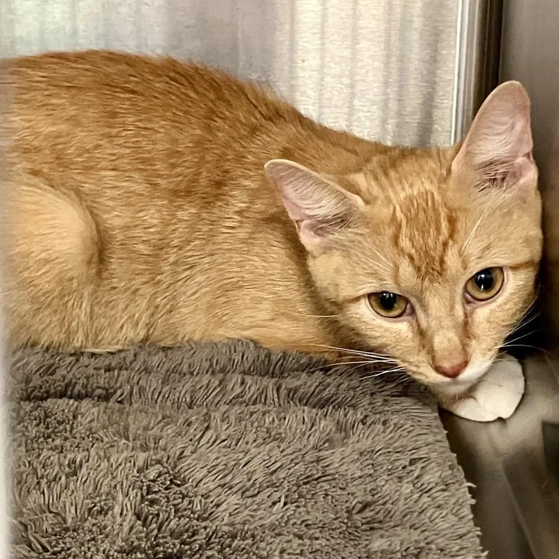 An adult medium-sized female Orange / Red Domestic Short Hair cat named Amber for adoption in Port Charlotte, FL