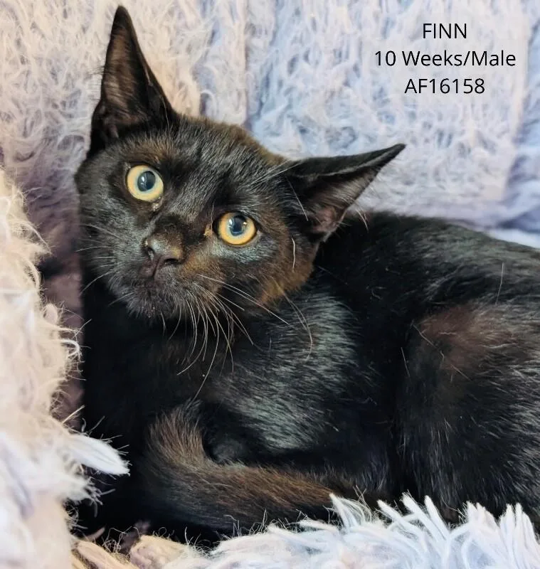 A young medium-sized male Black Domestic Short Hair cat named Finn for adoption in Supply, NC
