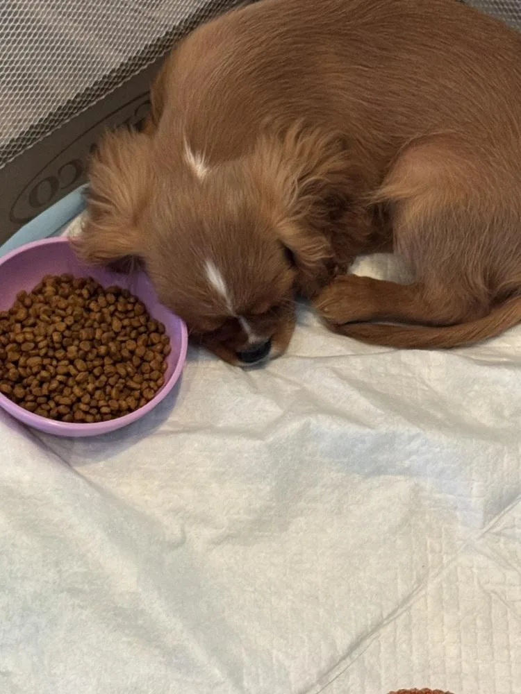 A baby small-sized male Red / Chestnut / Orange Cavalier King Charles Spaniel dog named Cavalier King Charles Rolo for adoption in Omaha, NE