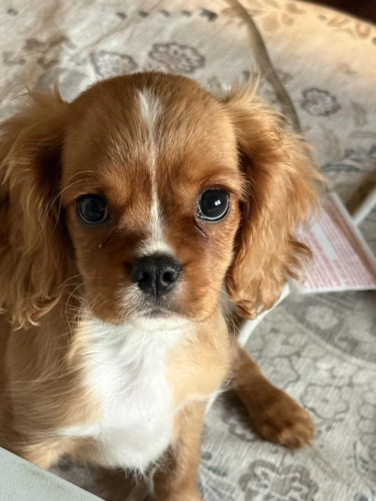 Cavalier King Charles Rolo thumbnail 2