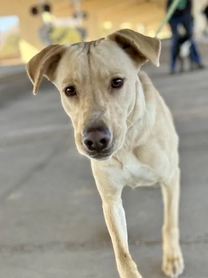 Don Lewis thumbnail 3