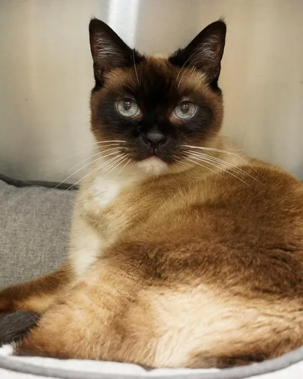 A senior small-sized female Siamese cat named Lito for adoption in Novato, CA