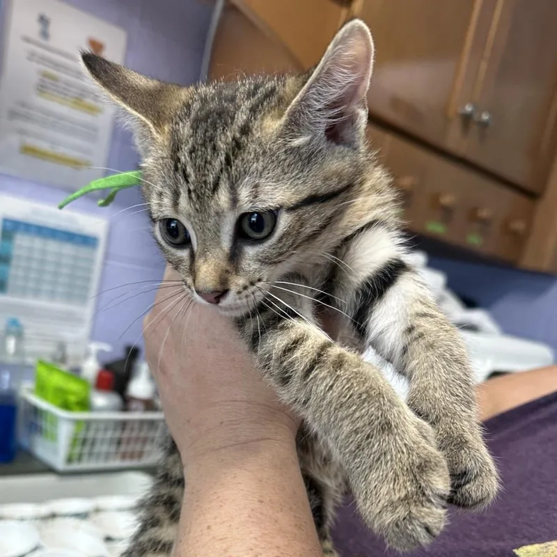A baby small-sized male Black Domestic Short Hair cat named Finn for adoption in Newport, TN