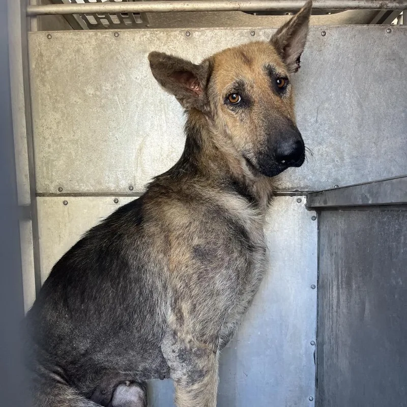 An adult medium-sized male German Shepherd Dog dog named Arlo for adoption in Edinburg, TX