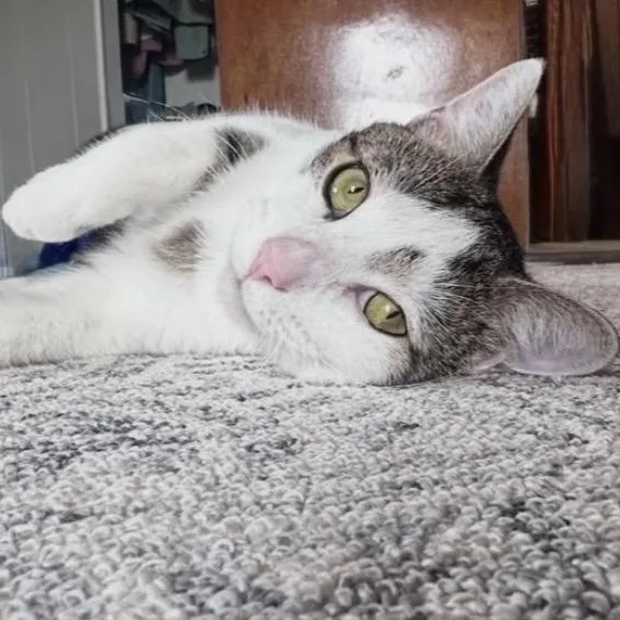 An adult large-sized male Buff & White Domestic Short Hair cat named Henry for adoption in DuBois, PA