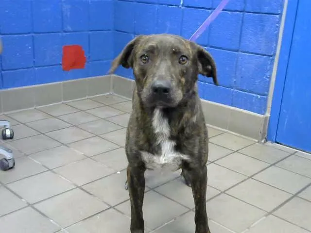 A young medium-sized male Pit Bull Terrier dog named Chip for adoption in Albuquerque, NM
